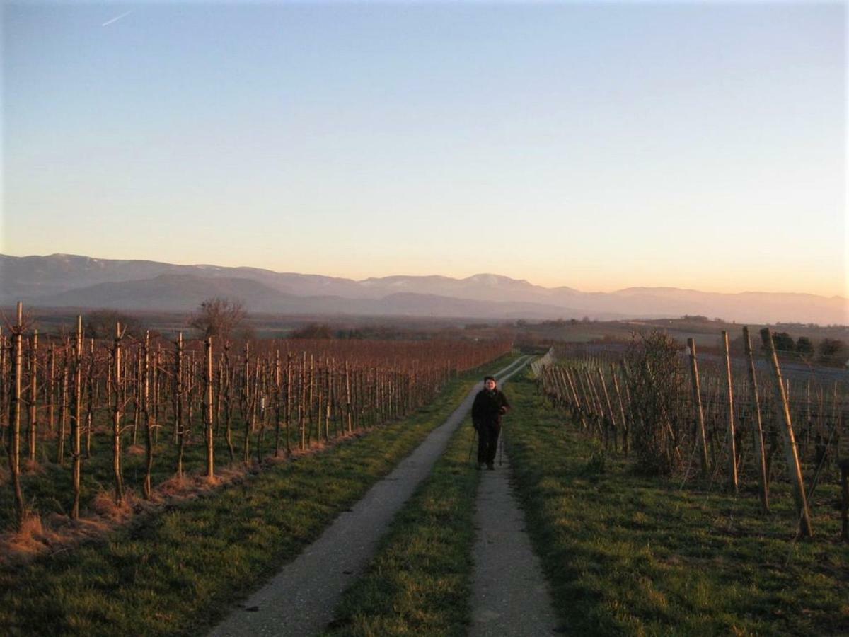 Zum Rebberg * Freiburg im Breisgau